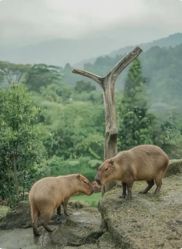 3-capivara-.webp